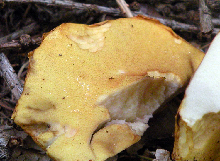 Suillus bresadolae ?